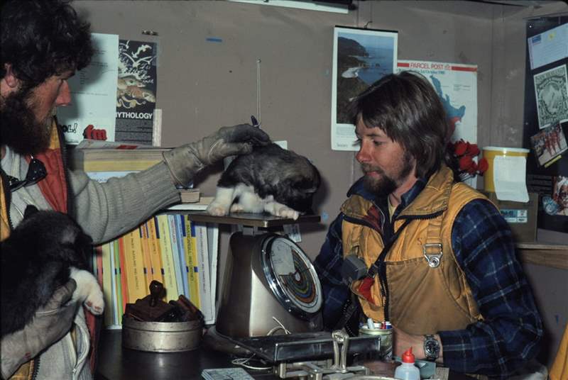 兩個(gè)人在秤上測量小狗