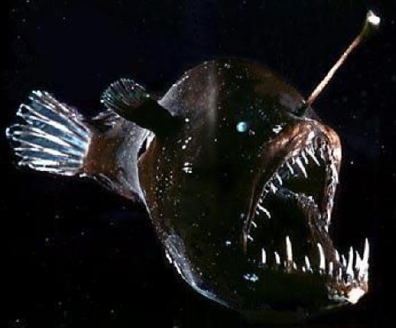 angler fish U艇表(U-Boat)U1001限量版手表-復刻表